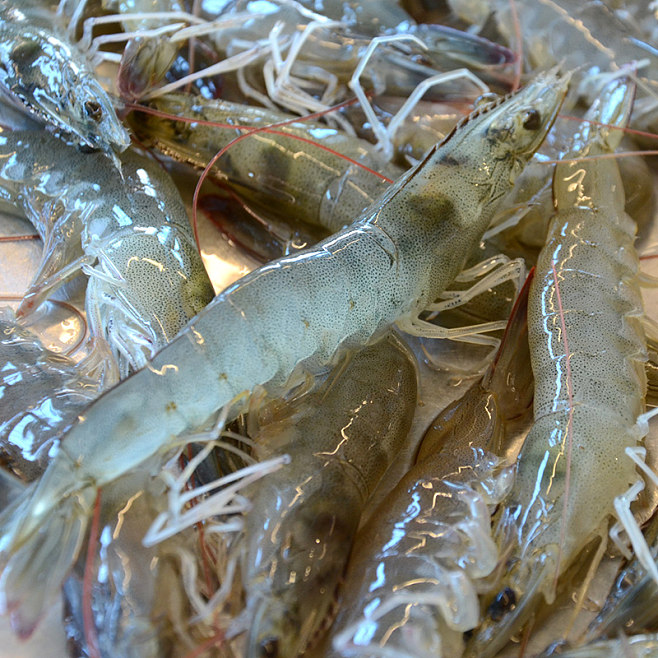 大蝦鮮活海鮮水產超大鮮蝦速凍新鮮對蝦青蝦特大海蝦活蝦冷凍蝦類-tmall.com天貓