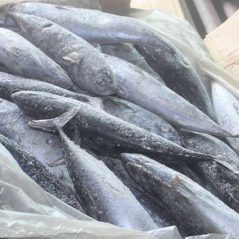 長期供應飼料魚 物美價廉 冷凍水產品 飼料魚圖片,長期供應飼料魚 物美價廉 冷凍水產品 飼料魚圖片大全,石獅市萬恒水產經營部-