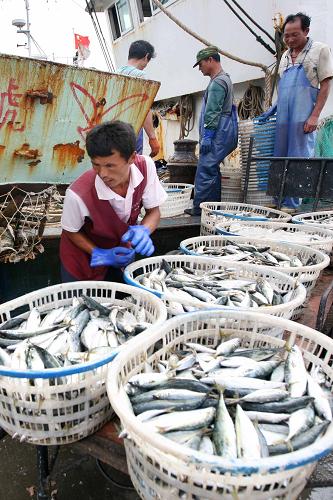東海漁民秋捕豐收