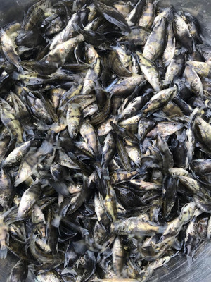 粵豐魚苗桂花魚苗黑魚苗魚苗廠家育苗批發桂花魚苗3-6公分-廣州粵豐水產 .