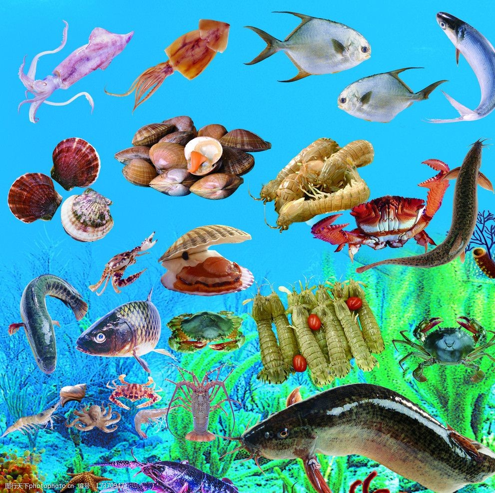 活魚海鮮水產素材圖片