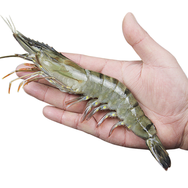 新鮮超大虎蝦鮮活黑虎蝦老虎蝦越南草蝦竹斑九節海捕對蝦海鮮水產