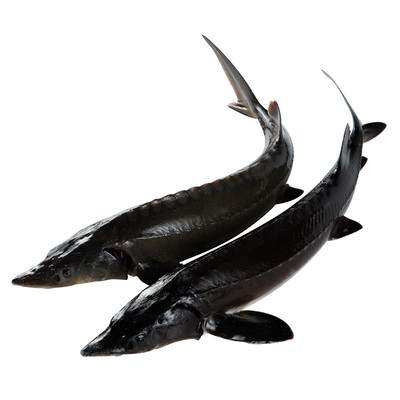 鮮活鱘龍魚活體每條2.5斤以上2條裝順豐冷鏈配送保活水產鱘魚包郵