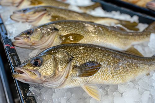 生鮮海鮮水產銀鱈魚食材 攝影圖