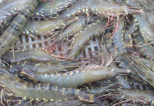 青島盛怡和海洋科技泊里基地喜獲豐收