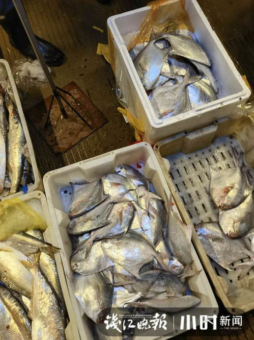 年前水產市場行情如何,小時記者走訪發現 今年帶魚暴漲 而去年的主角則是鯧魚