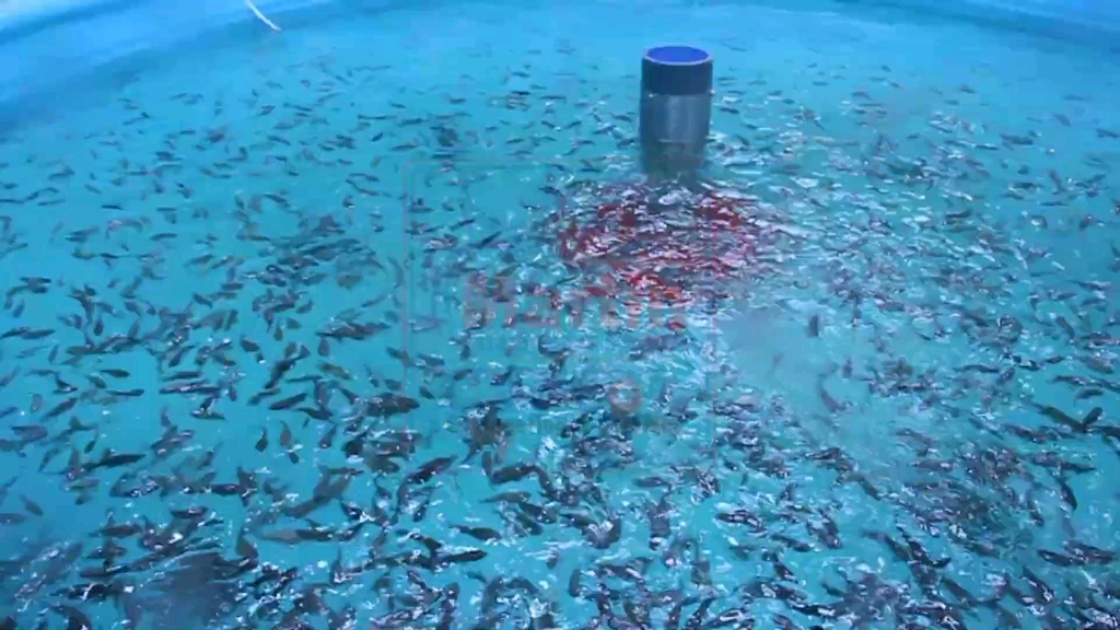 ras循環水工廠化養殖,能保證水產品安全嗎?