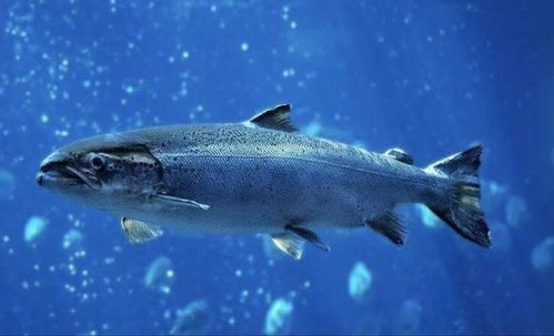 淡水魚養殖工業的生物量損失和循環性及水產養殖的價值鏈控制