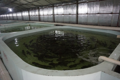 中山首次出口工廠化養殖海魚