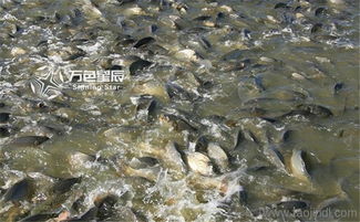 嘉興水產配送 蘇州萬色星辰 水產配送公司