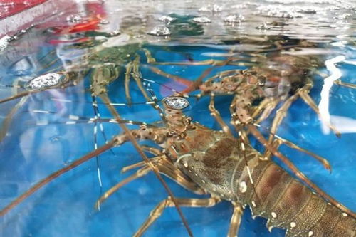 超市海鮮池及飯店魚缸的養水秘籍 教您如何養好海鮮水產