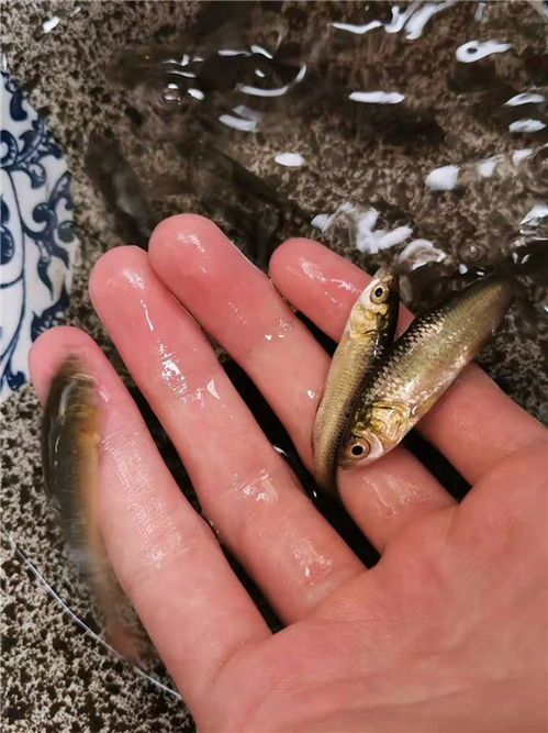 活潑水產優質廠家 茂名青魚苗出售 青魚苗出售直銷