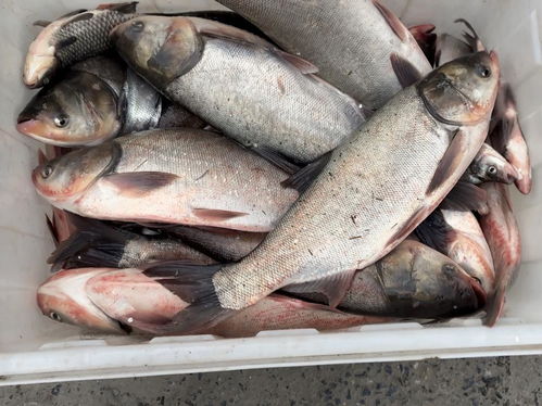 小范愛鄉村水產生鮮的頭條主頁 今日頭條