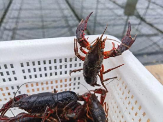 產值超1000億元,江蘇水產養殖掀起 致富浪花