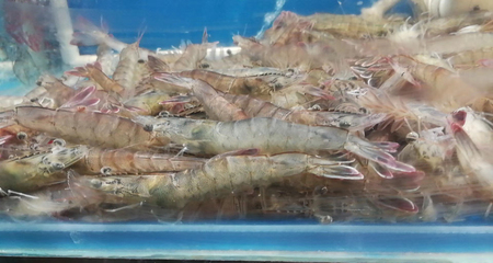 北京新款閃送 海白蝦鮮活 明蝦新鮮孕婦海鮮水產品500g