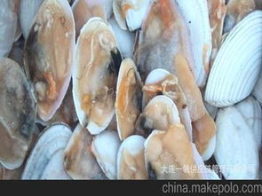 大連貝供應商,價格,大連貝批發市場 