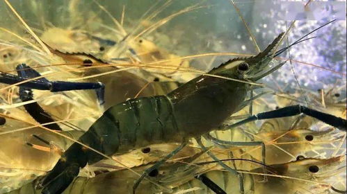 水產技術支持 大客戶銷售代表崗位高薪求才 全球知名企業尋找熱愛水產的你