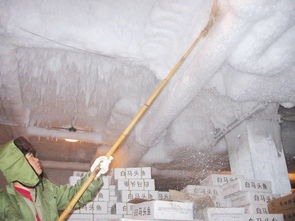 廈門水產集團公司冷藏庫 穿著大棉襖過大暑