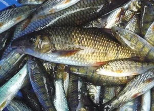 注意 吳江這三家攤位水產檢出致癌物 飯店 面館 酒店 17個不合格名單全在這