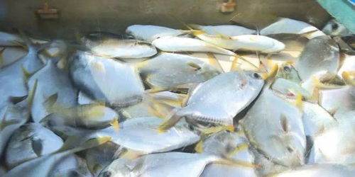 市場缺大魚 這些水產品種成搶手貨,商家表示 未來還將繼續漲