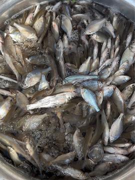 小范愛鄉村水產生鮮的頭條主頁 今日頭條