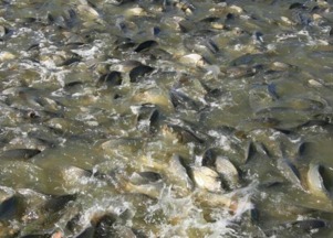 江蘇鯽魚 江蘇鯽魚養殖 江蘇鯽魚價格 江蘇鯽魚批發 淮安鯽魚