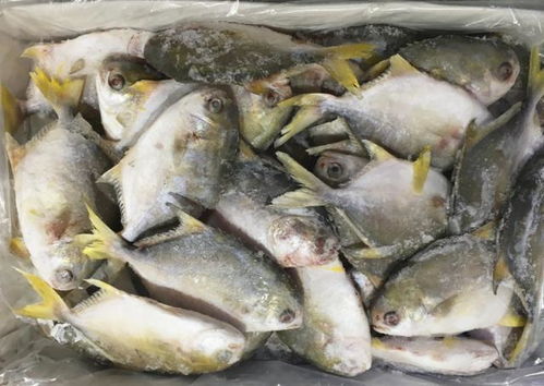 買(mǎi)魚(yú)時(shí),聰明人專(zhuān)挑這3種魚(yú),便宜又好吃,魚(yú)販子直呼內(nèi)行