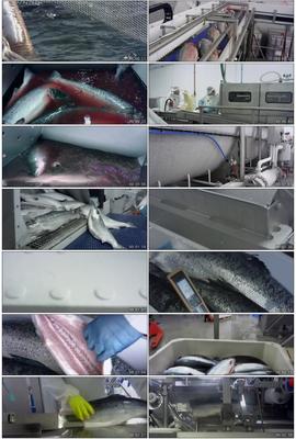 食品安全海鮮海魚(yú)水產(chǎn)品魚(yú)類(lèi)魚(yú)肉工業(yè)生產(chǎn)加