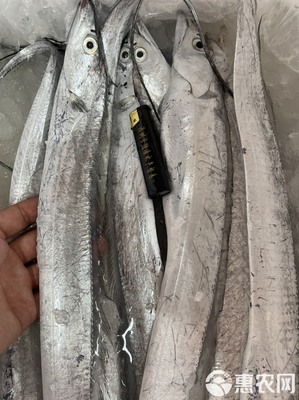 【冰鮮帶魚(yú)】A帶 當(dāng)天靠岸 全國(guó)可發(fā) 漁船直供凍帶魚(yú)帶魚(yú)段