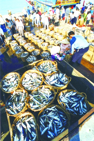福建省漁業(yè)資源豐富,人均水產(chǎn)品占有量居全國(guó)第一,圖為沿海漁民層魚(yú)