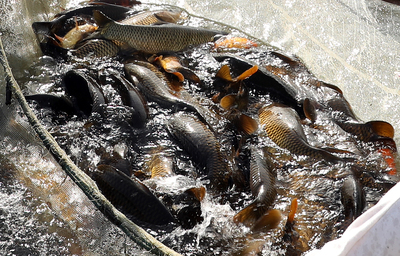 石家莊:漁民拉網捕魚忙