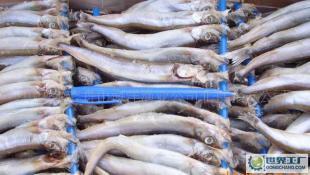 熱銷多春魚 冰鮮魚 鮮活水產批發 舟山海鮮魚批發_農副產品_世界工廠網中國產品信息庫