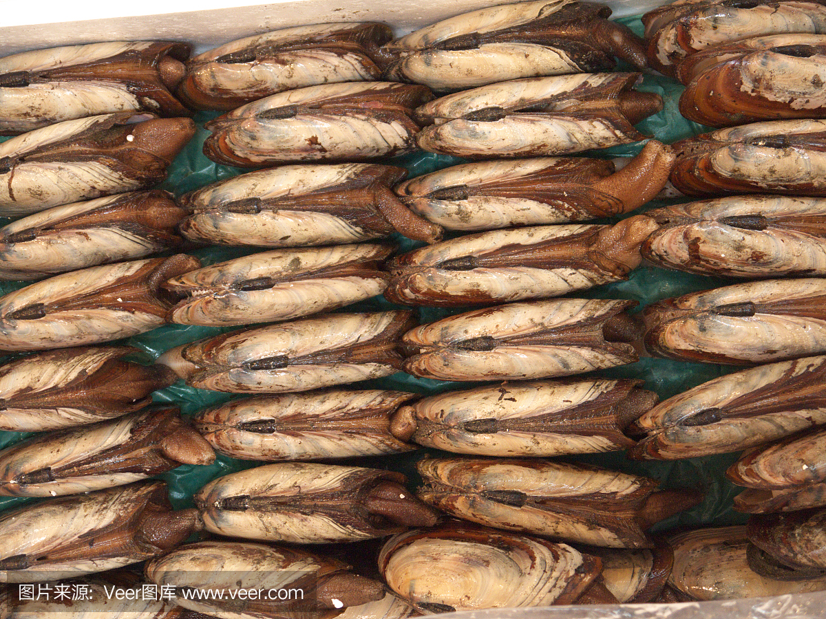 新鮮的軟體動物