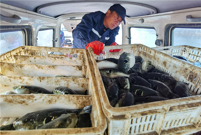 河北灤南:工廠化水產養殖助增收