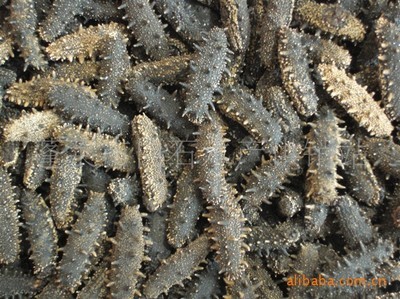 【長期提供大連淡干糖干海參準也加工】價格,廠家,圖片,干制水產品,蓬萊市白石水產供銷站-