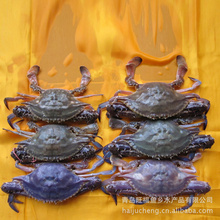 【】梭子蟹_海鮮水產品凍魚_蟹螃蟹凍蝦_廠家批發_采購價格 