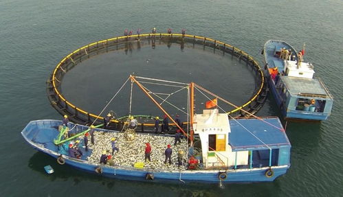 這屆年輕人的海鮮自由,靠的是海里的 智能工廠