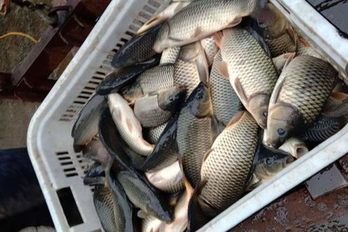 以前北方人過年愛買,最近幾年被嫌棄,消費者 還沒被淘汰