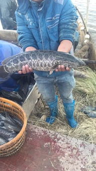 珠三角超萬畝大型水產養殖公司招人啦 有生魚養殖經驗者優先錄用