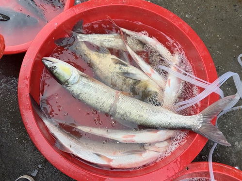 小范愛鄉村水產生鮮的頭條主頁 今日頭條