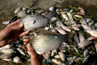 江蘇70畝魚塘大批魚變畸形死亡 疑似化工污染