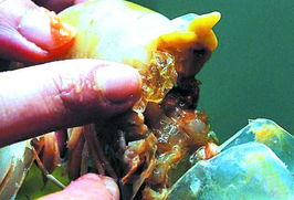 天津水產市場大蝦被曝注射透明膠狀物