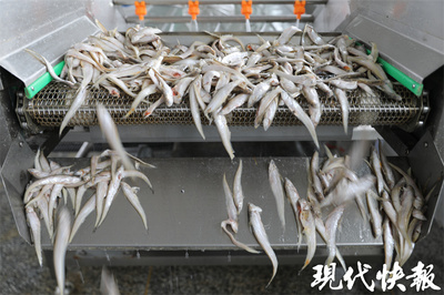 走進預制菜工廠,揭開廚房小白秒變大廚的秘密