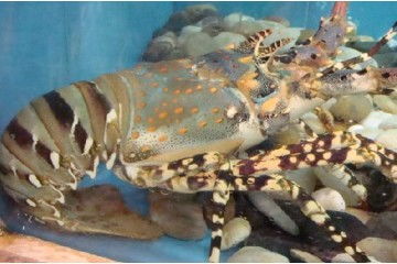 昆明水產活鮮批發價格配送電話