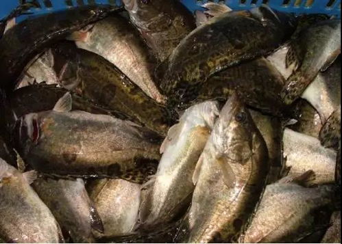 一位水產養殖 前輩 的五個水產養殖故事經歷 講述