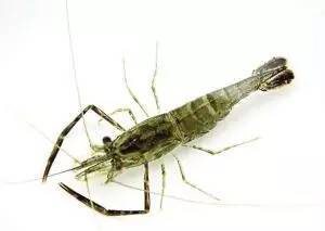 有樣水產,一周時間跌了 70塊錢一斤 ,而且本周它還有降價空間 快去買來吃