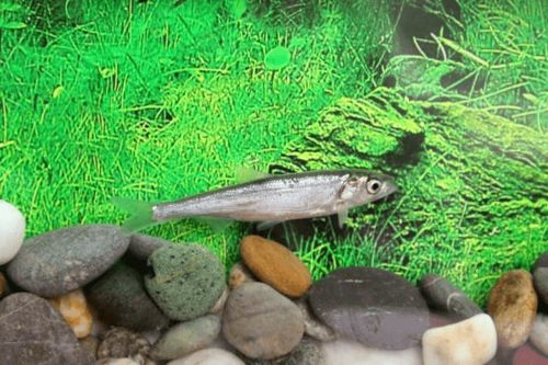 科技要聞 銀白魚 回家 昆明市水產科學研究所生物多樣性保護實踐