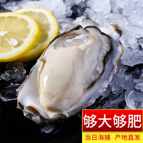 現撈鮮活生蠔新鮮乳山牡蠣帶殼大海蠣子海鮮水產貝類