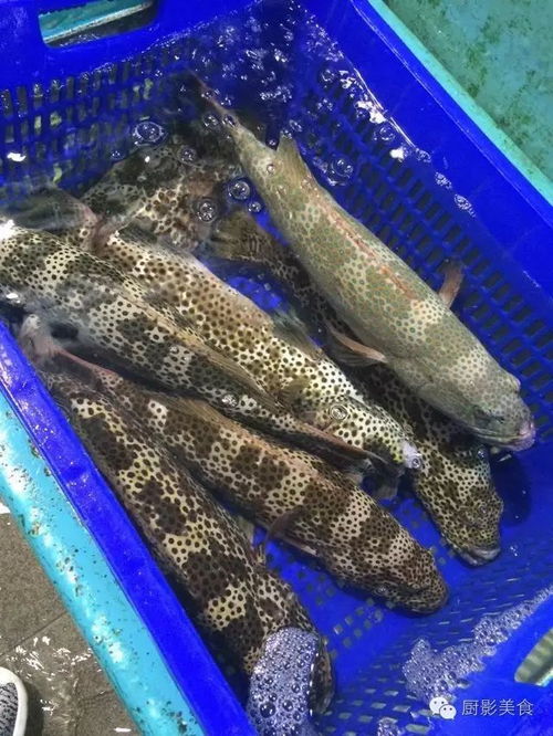 頂級石斑魚吃法大賞