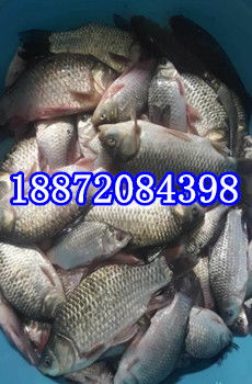 瑤海區白鯽魚哪里有賣享有聲譽